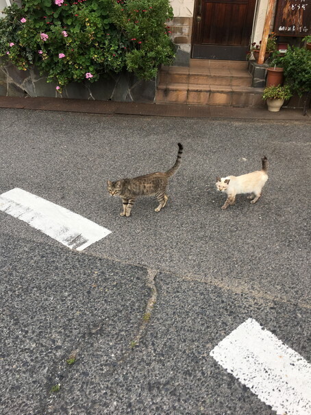 猫4